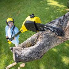 How Our Tree Care Process Works  in  Fort Mckinley, OH