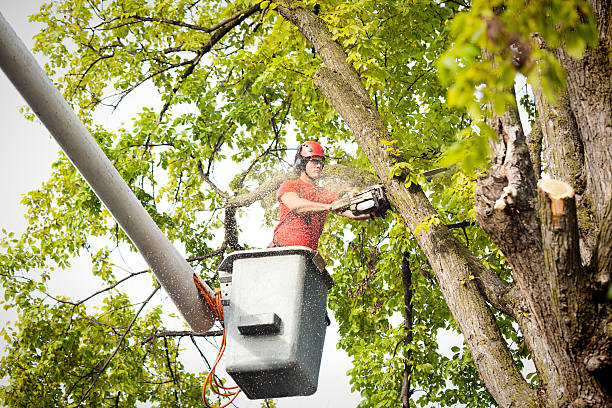 Professional Tree Services in Fort Mckinley, OH